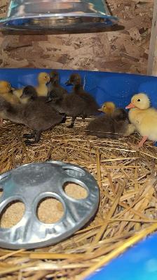 Duck Hatching Eggs Available