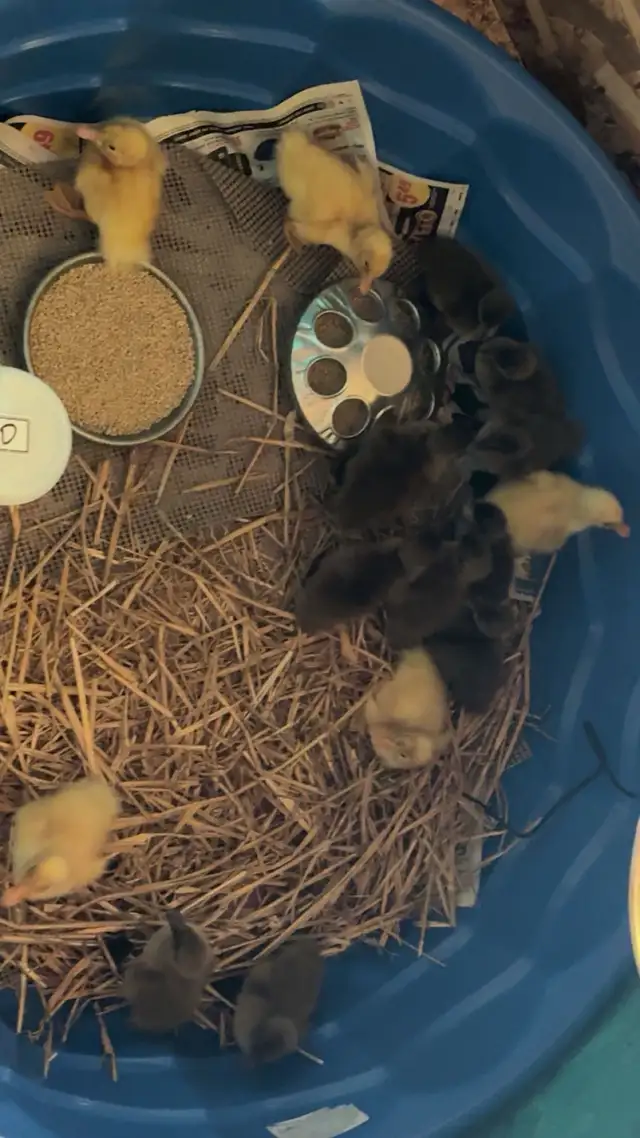 Duck Hatching Eggs Available - Photo 2