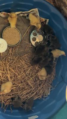 Duck Hatching Eggs Available - Photo 2
