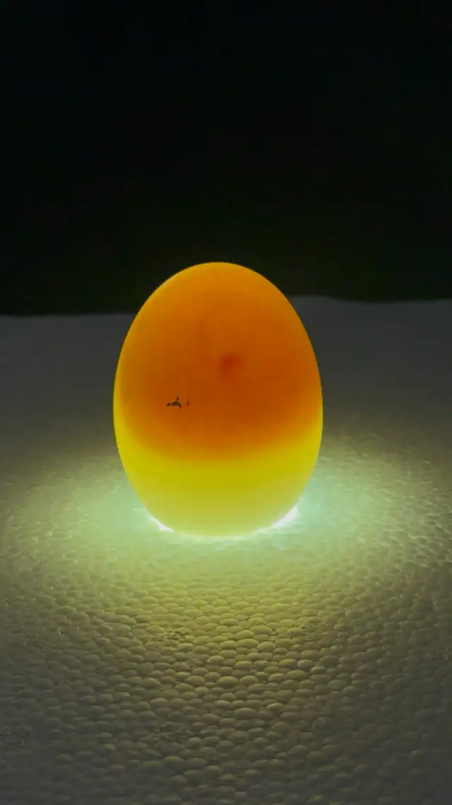 Duck Hatching Eggs Available - Photo 3