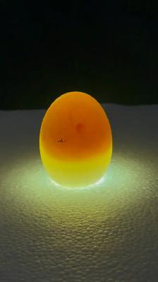 Duck Hatching Eggs Available - Photo 3