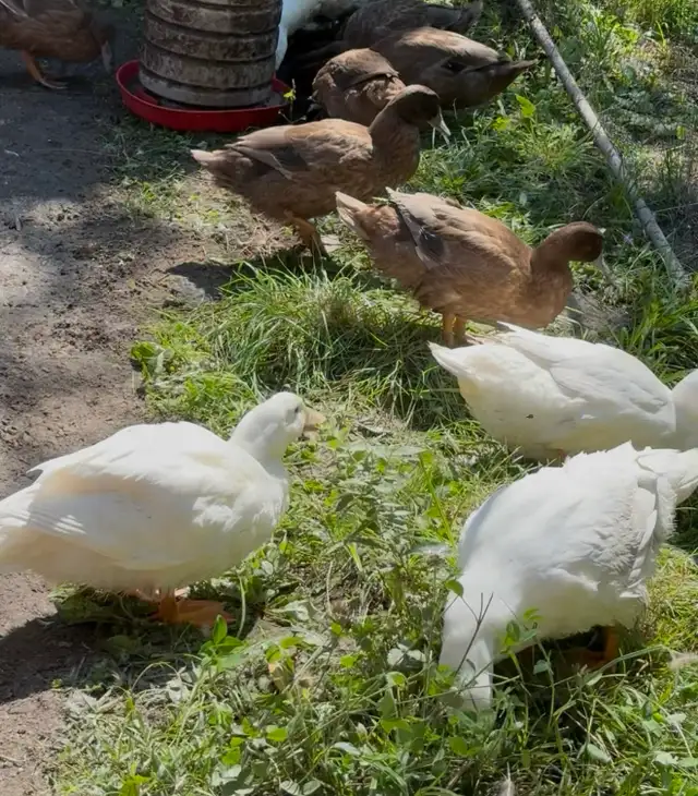 Duck Hatching Eggs Available - Photo 6