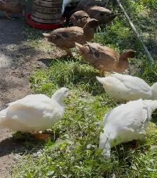 Duck Hatching Eggs Available - Photo 6