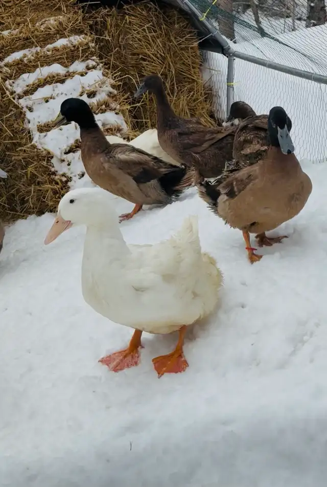 Duck Hatching Eggs Available - Photo 7