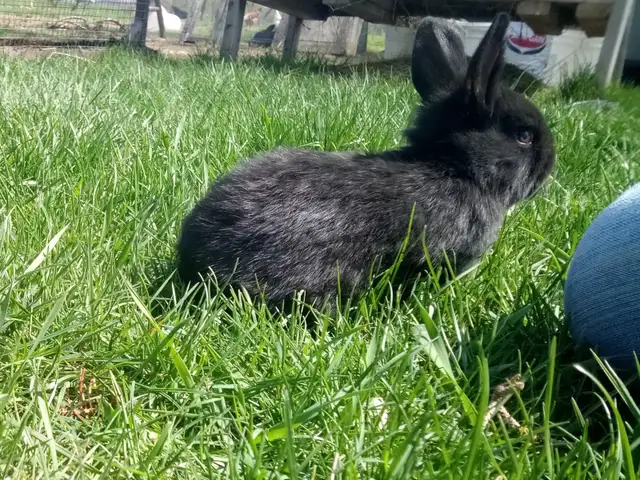 Purebred Silver Fox Rabbits