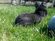 Purebred Silver Fox Rabbits