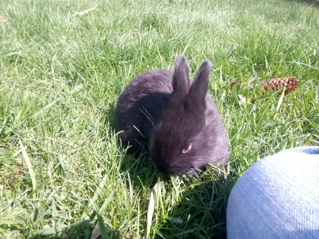 Purebred Silver Fox Rabbits - Photo 2