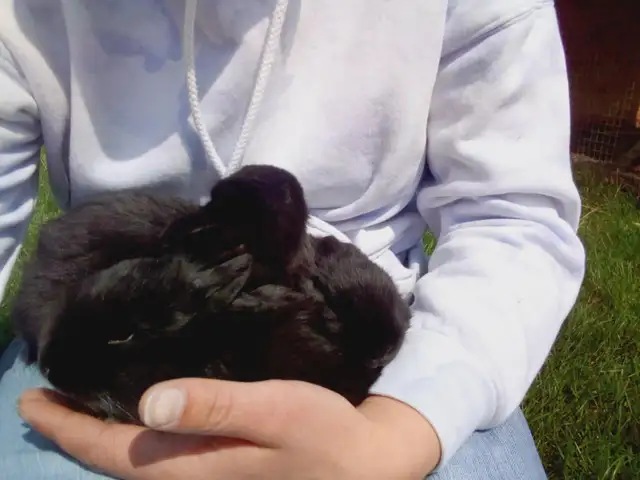 Purebred Silver Fox Rabbits - Photo 3