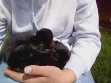 Purebred Silver Fox Rabbits - Photo 3