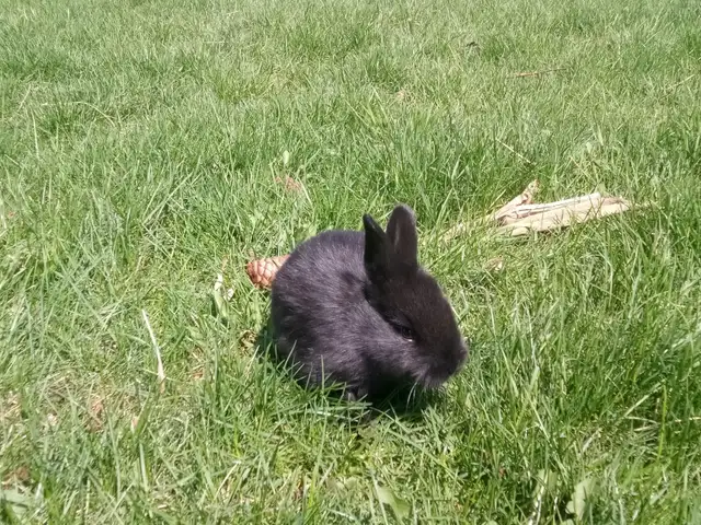 Purebred Silver Fox Rabbits - Photo 4