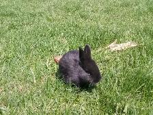 Purebred Silver Fox Rabbits - Photo 4