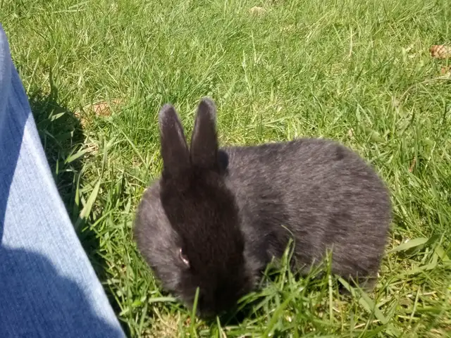 Purebred Silver Fox Rabbits - Photo 5