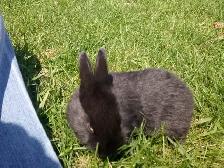 Purebred Silver Fox Rabbits - Photo 5