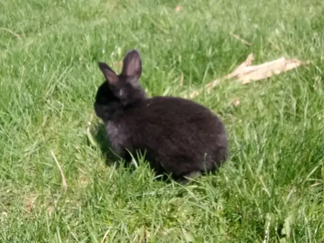 Purebred Silver Fox Rabbits - Photo 6