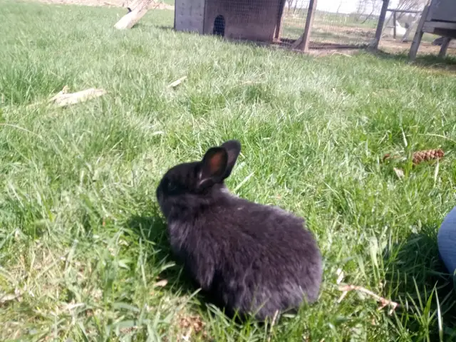 Purebred Silver Fox Rabbits - Photo 7