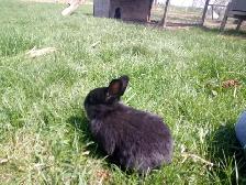 Purebred Silver Fox Rabbits - Photo 7