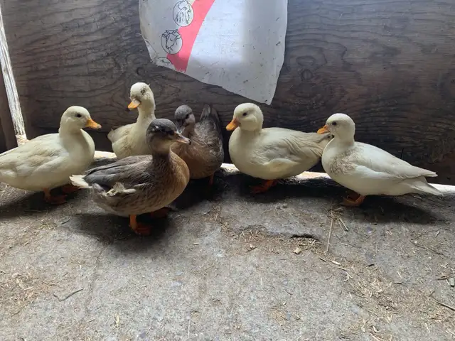 Call Ducks pairs