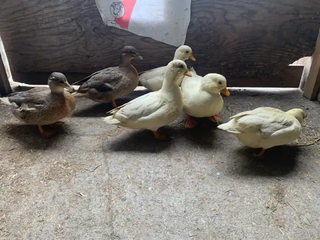 Call Ducks pairs - Photo 2