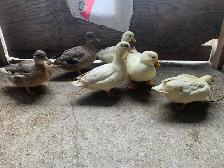 Call Ducks pairs - Photo 2