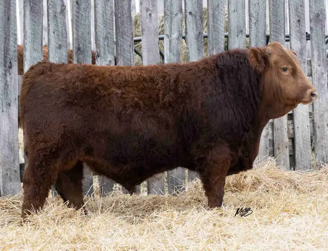 Purebred Simmental Bull
