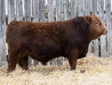 Purebred Simmental Bull
