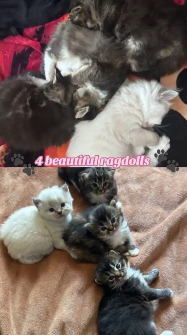 BEAUTIFUL RAGDOLL KITTENS