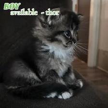 BEAUTIFUL RAGDOLL KITTENS - Photo 2