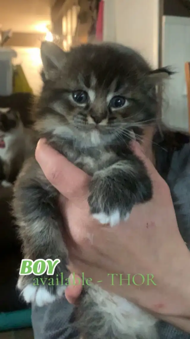 BEAUTIFUL RAGDOLL KITTENS - Photo 3