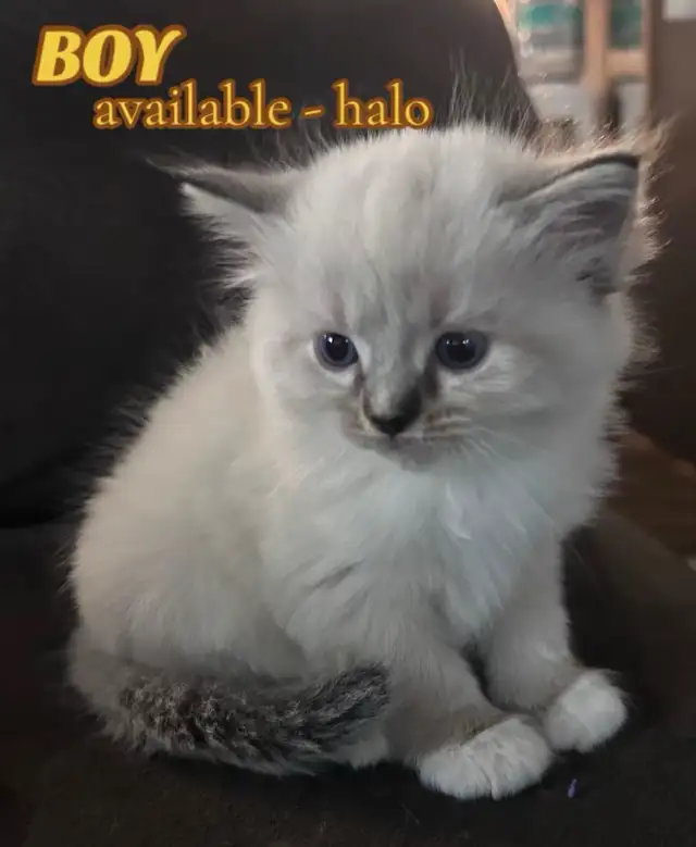 BEAUTIFUL RAGDOLL KITTENS - Photo 4