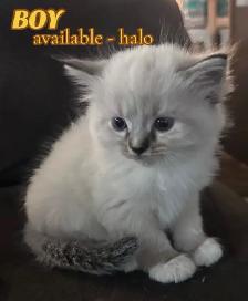 BEAUTIFUL RAGDOLL KITTENS - Photo 4