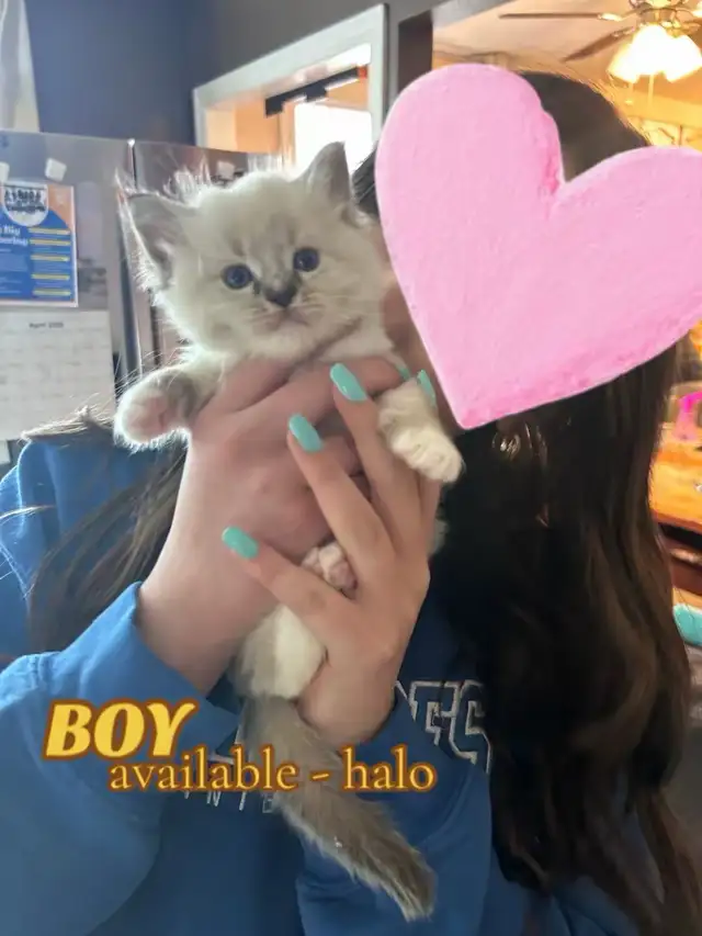 BEAUTIFUL RAGDOLL KITTENS - Photo 5