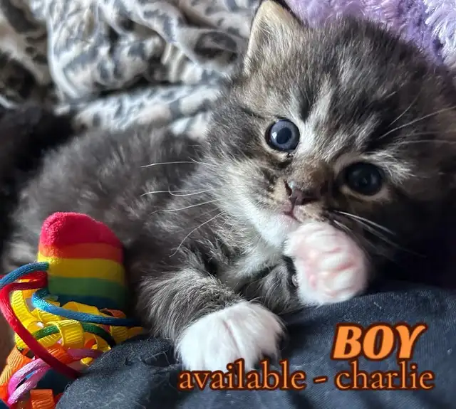 BEAUTIFUL RAGDOLL KITTENS - Photo 6