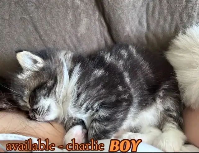BEAUTIFUL RAGDOLL KITTENS - Photo 7