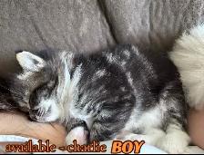 BEAUTIFUL RAGDOLL KITTENS - Photo 7