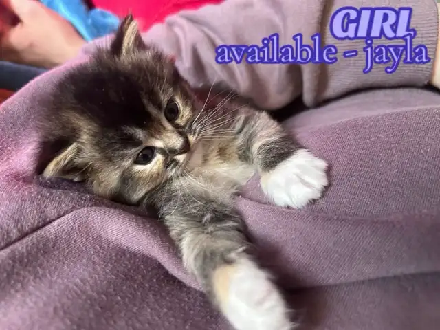 BEAUTIFUL RAGDOLL KITTENS - Photo 8