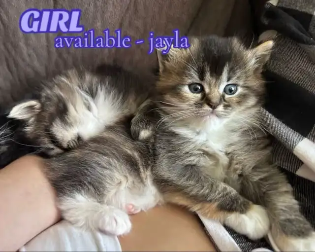 BEAUTIFUL RAGDOLL KITTENS - Photo 9