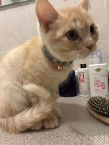 British Shorthair for rehousing