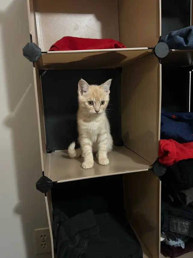 British Shorthair for rehousing - Photo 2