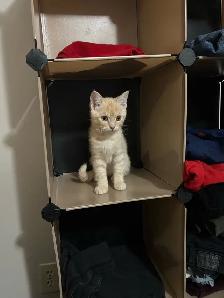 British Shorthair for rehousing - Photo 2