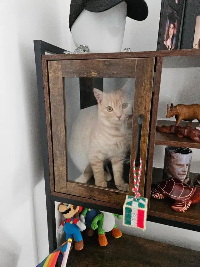 British Shorthair for rehousing - Photo 3