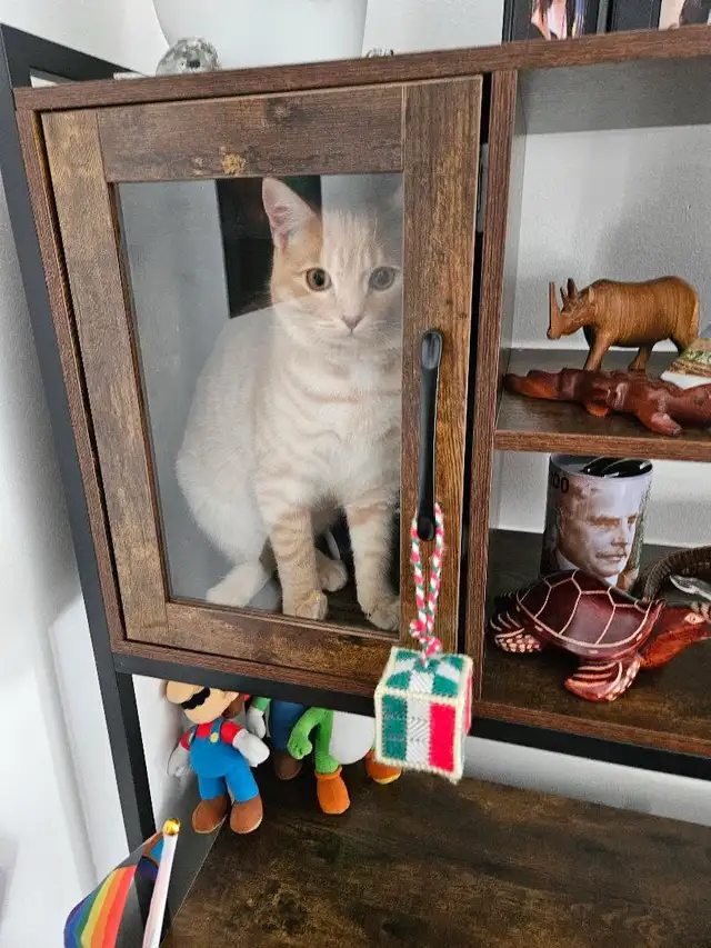British Shorthair for rehousing - Photo 4
