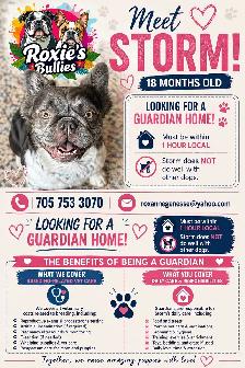 guardian home wanted