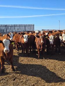 Fancy Replacement Heifers!