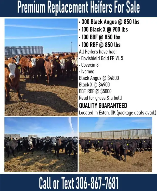 Fancy Replacement Heifers! - Photo 4