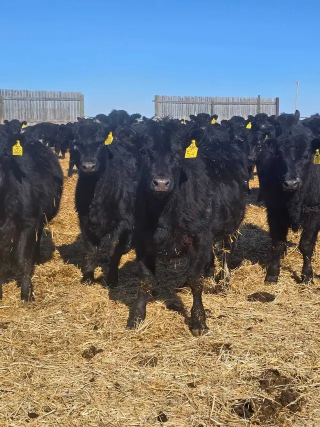 Fancy Replacement Heifers! - Photo 5