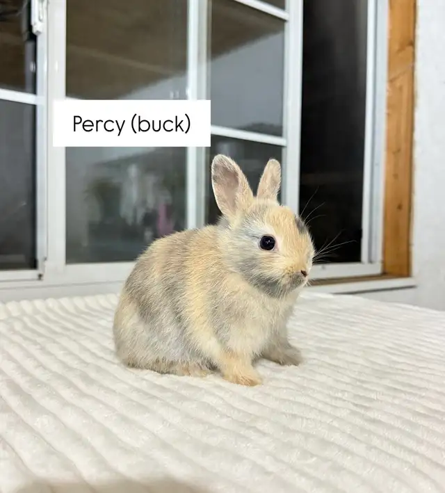 Sweet Netherland Dwarf baby bunny