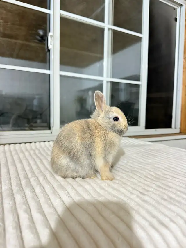 Sweet Netherland Dwarf baby bunny - Photo 2