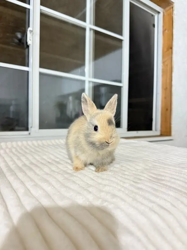 Sweet Netherland Dwarf baby bunny - Photo 3