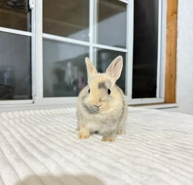 Sweet Netherland Dwarf baby bunny - Photo 4