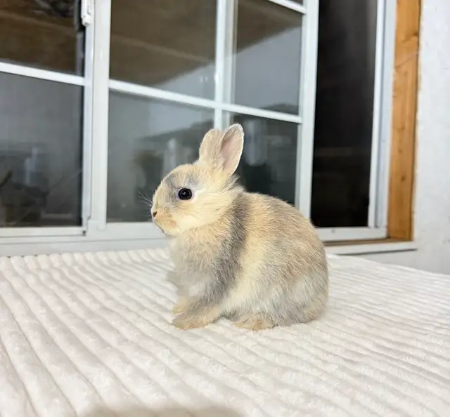 Sweet Netherland Dwarf baby bunny - Photo 6